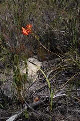 Pillansia templemannii