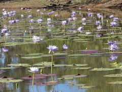 Nymphaea violacea