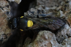 Hylaeinae