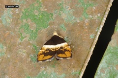 Choreutis argoxantha