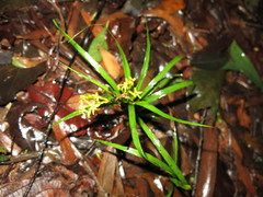 Apostasia wallichii