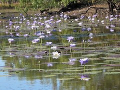 Nymphaea violacea