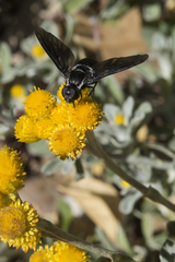 Pseudopenthes hesperis