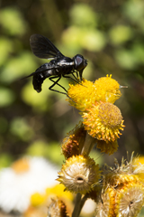 Pseudopenthes hesperis