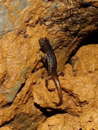 Ambrosi Salamander, Speleomantes ambrosii