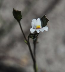 Nemesia diffusa