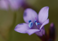 Gilia