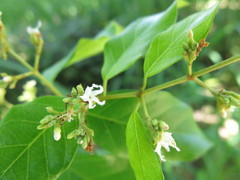 Ichnocarpus frutescens