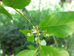 Ichnocarpus frutescens