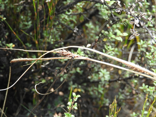 Carex devia (Carex devia)