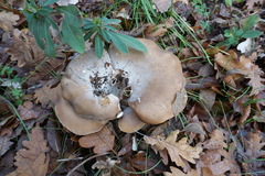 Hohenbuehelia geogenia