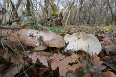 Hohenbuehelia geogenia