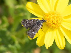 Heliothela aterrima
