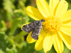 Heliothela aterrima