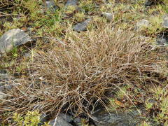 Carex traversii