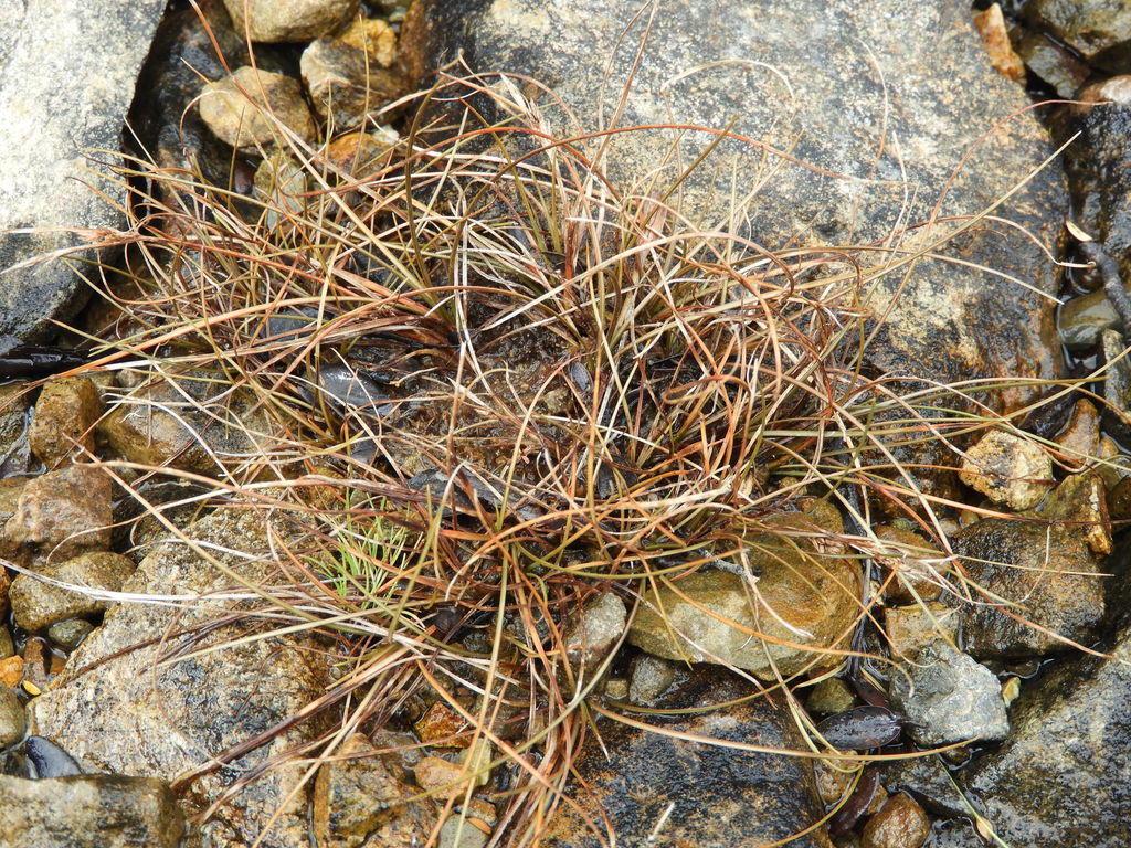 Carex traversii