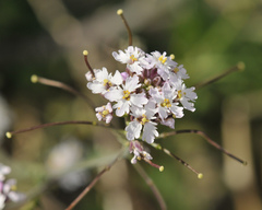 Dryopetalon runcinatum