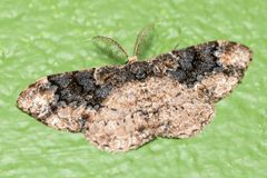 Parapholodes fuliginea