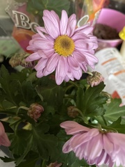 Senecio glastifolius