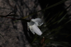 Aristea cantharophila