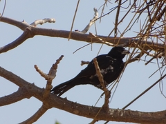 Bubalornis albirostris