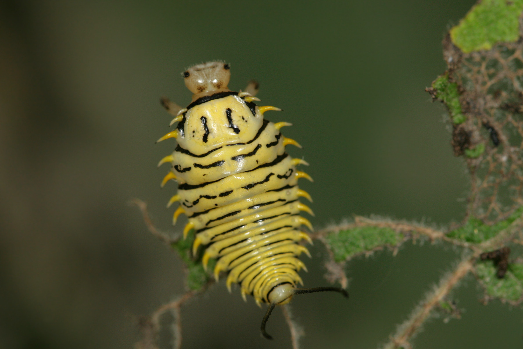 Wild Olive Tortoise Beetle (Physonota alutacea) · iNaturalist