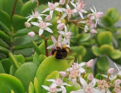 Bombus terrestris