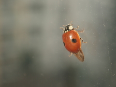 Adalia bipunctata