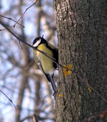 Parus major