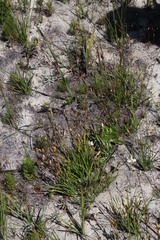 Aristea cantharophila