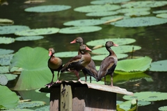 Dendrocygna autumnalis