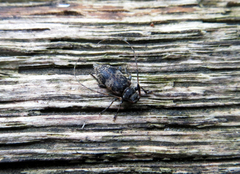Leiopus linnei