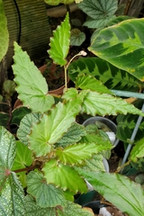 Begonia wrayi