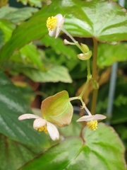 Begonia wrayi