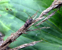 Leiopus femoratus