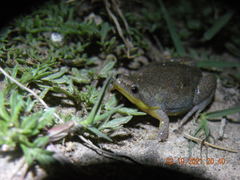 Elachistocleis bicolor