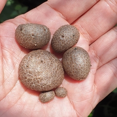 Amorphophallus bulbifer
