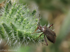 Closterotomus annulus