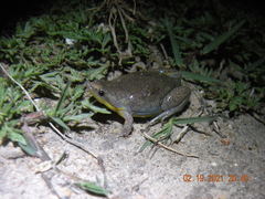 Elachistocleis bicolor