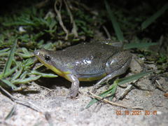 Elachistocleis bicolor