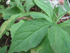 Oclemena acuminata image