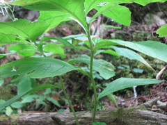 Oclemena acuminata image