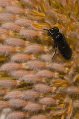 Hylaeus alcyoneus