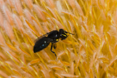 Hylaeus alcyoneus