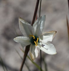Aristea cantharophila