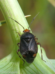 Deraeocoris schach novaki