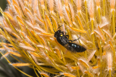 Hylaeus alcyoneus