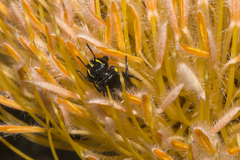 Hylaeus alcyoneus
