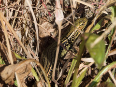 Eulamprus kosciuskoi