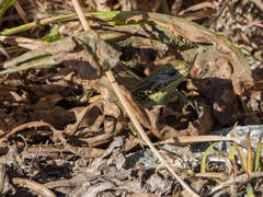 Eulamprus kosciuskoi